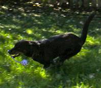 Ebony - Straw for Dogs Success Story