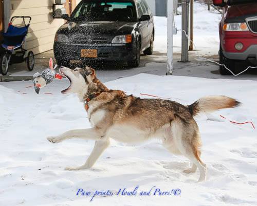 Kenai - A Straw for Dogs Success Story