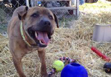 Dozer - A Straw for Dogs Success Story