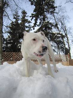 Ellie Deville - A Straw for Dogs Success Story