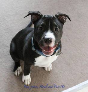Mickey - A Straw for Dogs Success Story